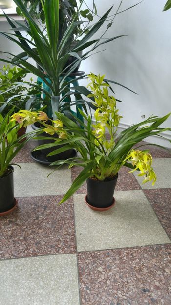  - orhidee alte alte 2018