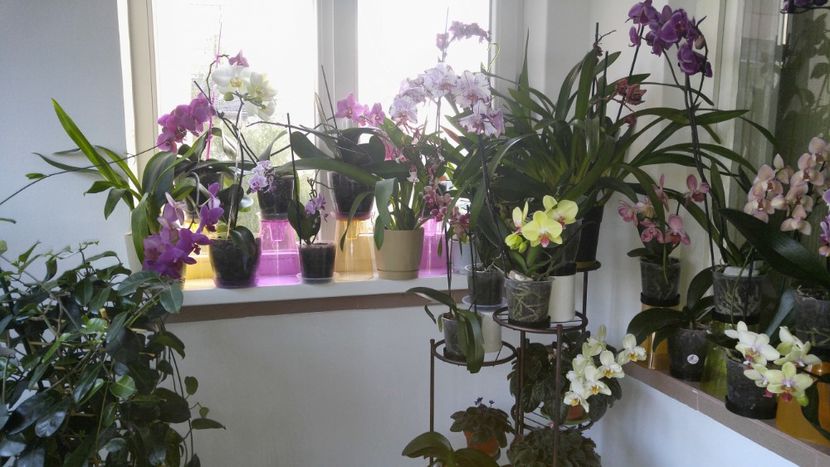  - orhidee alte alte 2018