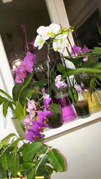  - orhidee alte alte 2018