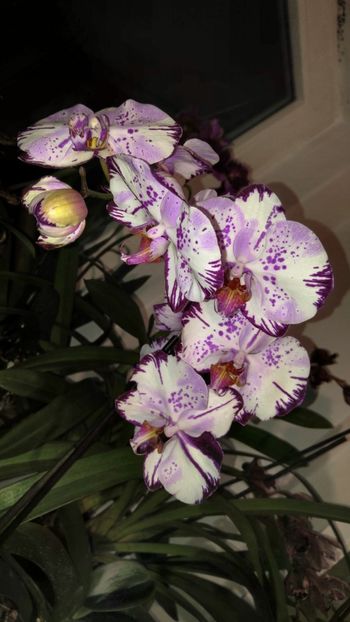  - orhidee alte alte 2018