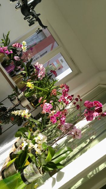  - orhidee alte alte 2018