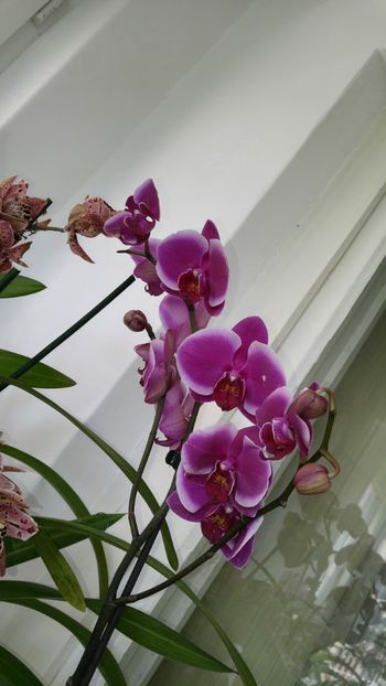  - orhidee alte alte 2018