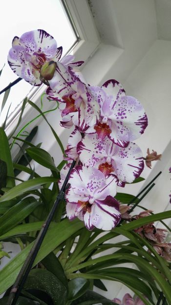  - orhidee alte alte 2018
