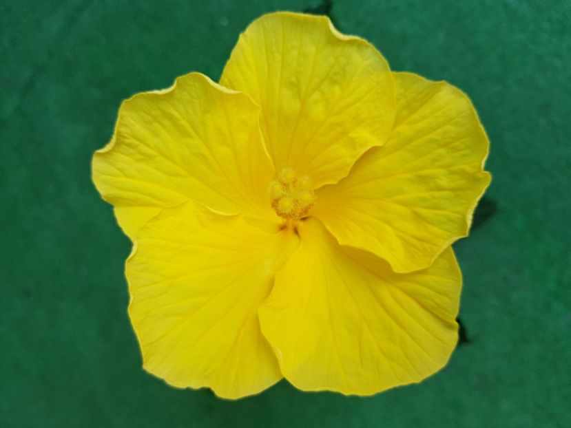  - 1-2 HIBISCUS