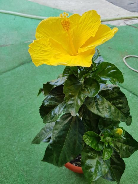  - 1-2 HIBISCUS