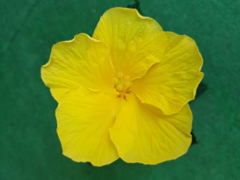  - 1-2 HIBISCUS