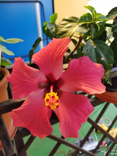  - 1-2 HIBISCUS