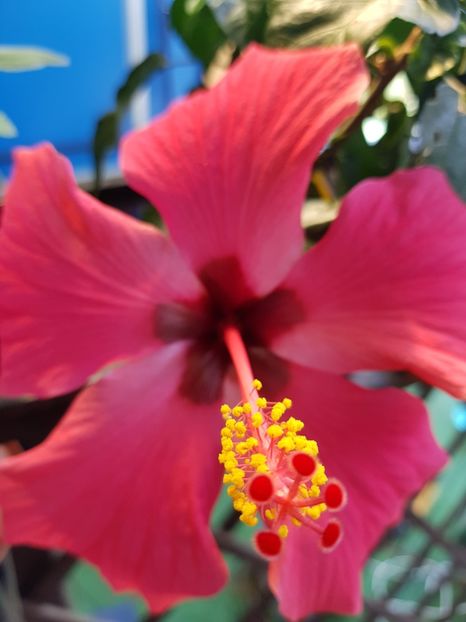  - 1-2 HIBISCUS