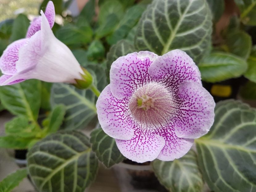 69-1 - gloxinia 2018