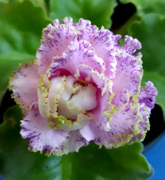 Feja - AA violete africane de colectie