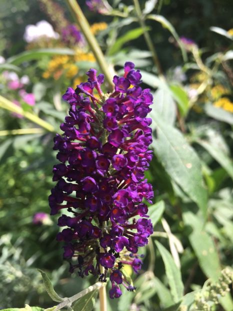 7E65A609-422A-4BF6-A3BF-161F52E77A7C - Arbuști 2018