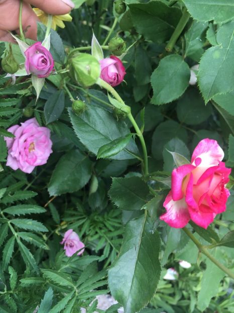 C2D68618-56F2-440B-8F03-A8D3844F9463 - Trandafiri mini