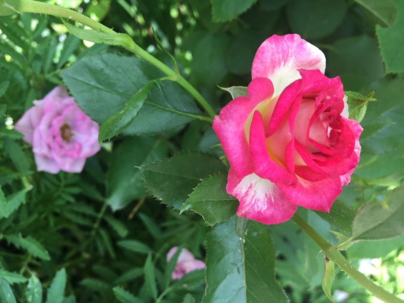 CDB1602C-19C5-4292-B219-EC4ED2D2D38F - Trandafiri mini