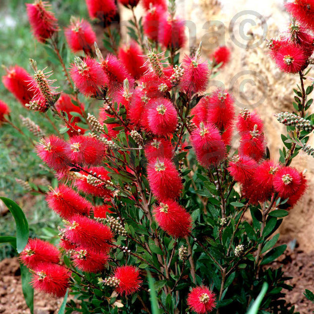  - Callistemon Rigidus - Spalator de sticle