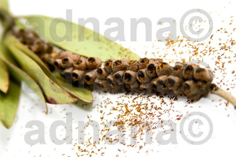  - Callistemon Rigidus - Spalator de sticle