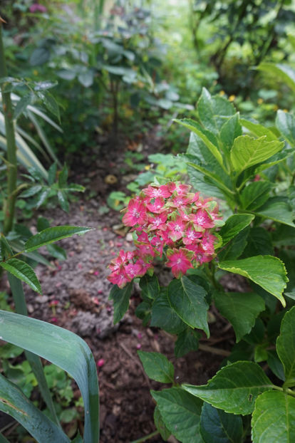  - Hortensii 2018- 2019
