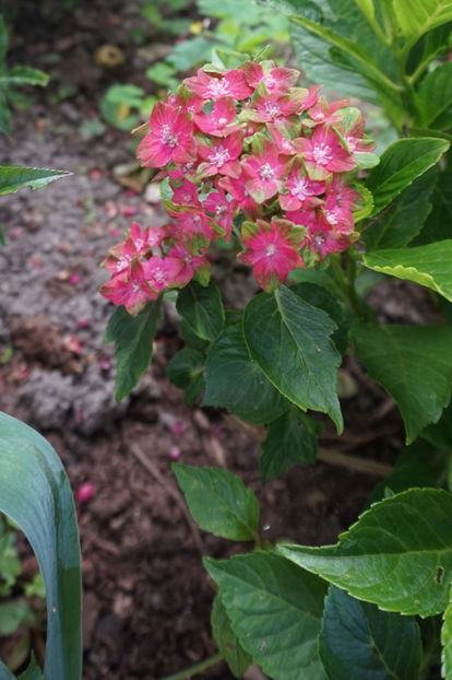  - Hortensii 2018- 2019