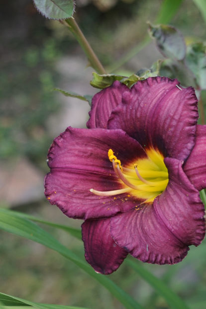  - Hemerocallis 2018- 2019