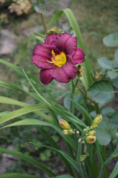  - Hemerocallis 2018- 2019