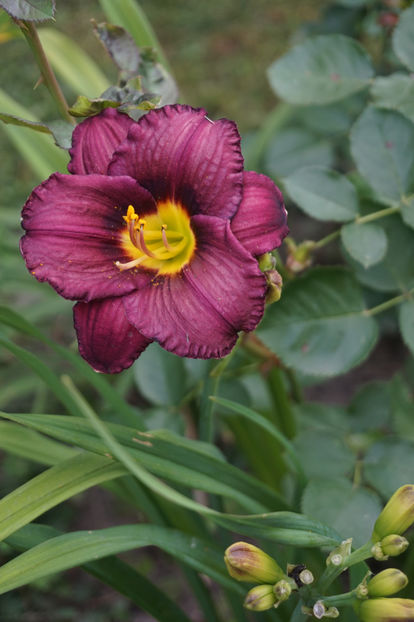  - Hemerocallis 2018- 2019