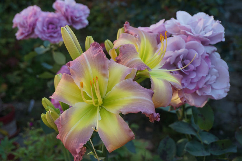  - Hemerocallis 2018- 2019