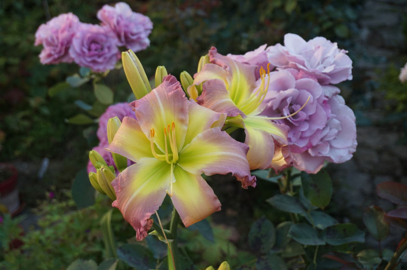  - Hemerocallis 2018- 2019