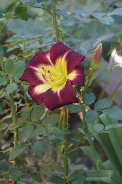  - Hemerocallis 2018- 2019