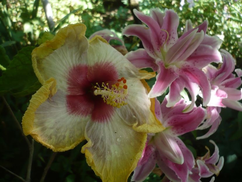 P1380654 - HIBISCUSI 2018-2