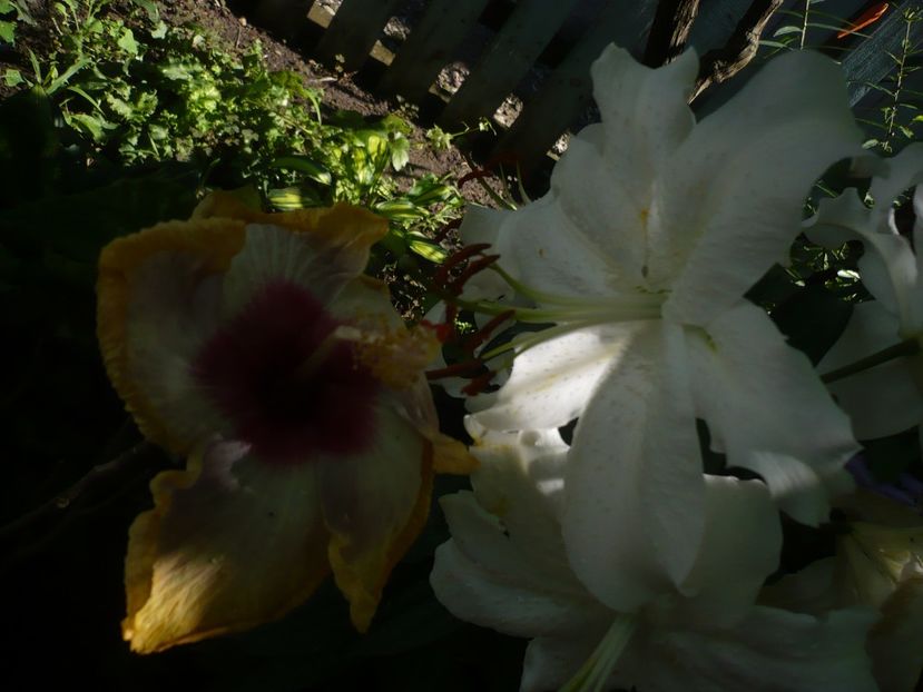 P1380656 - HIBISCUSI 2018-2