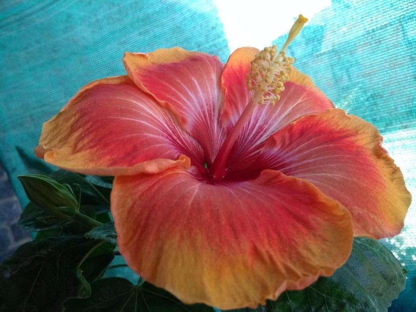 - Tahitian Arcturus Queen