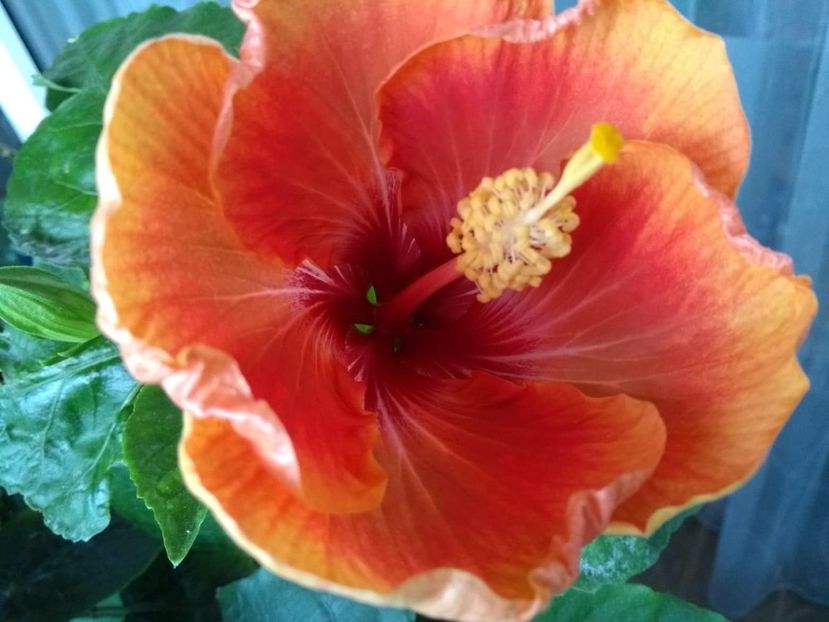  - Tahitian Arcturus Queen