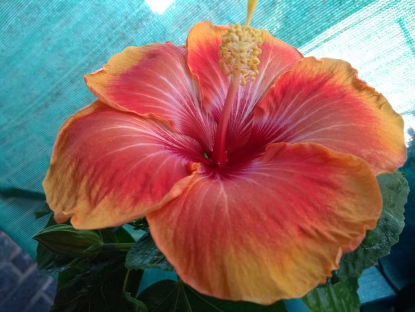  - Tahitian Arcturus Queen