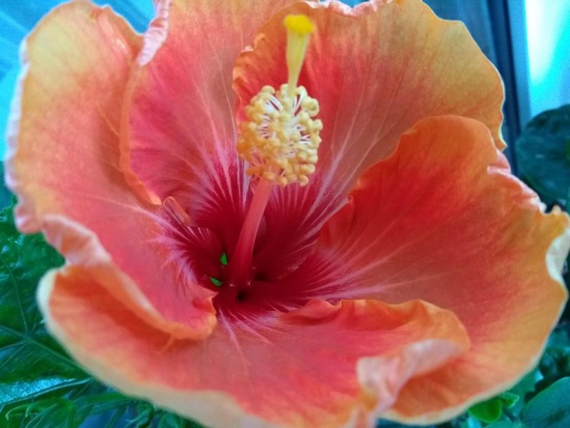  - Tahitian Arcturus Queen