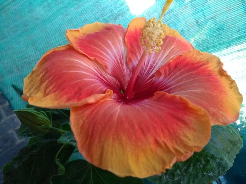  - Tahitian Arcturus Queen