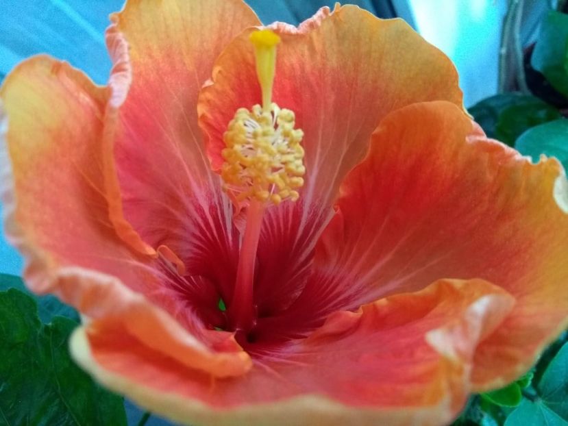  - Tahitian Arcturus Queen