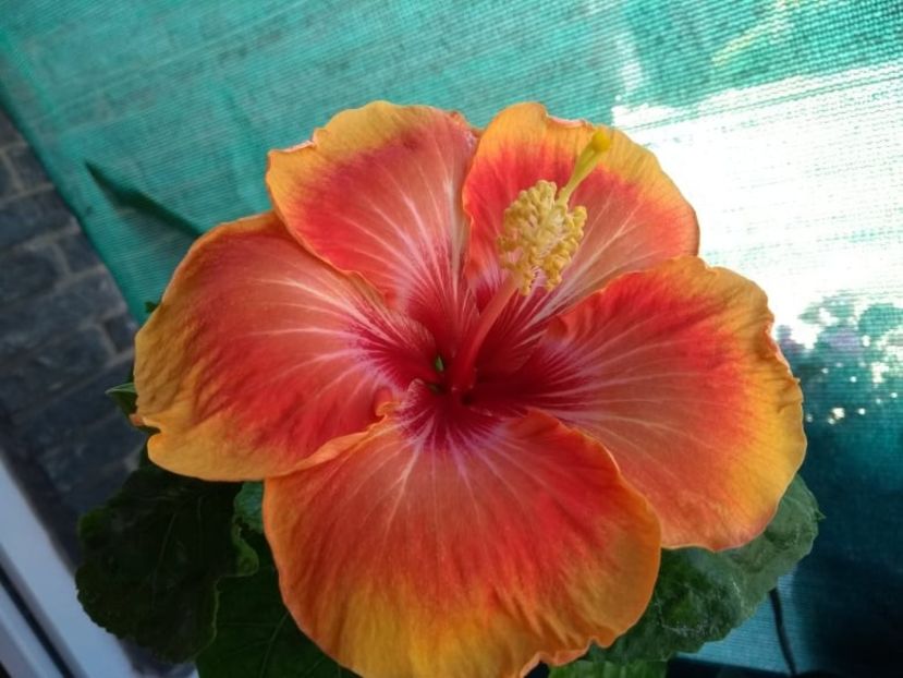  - Tahitian Arcturus Queen