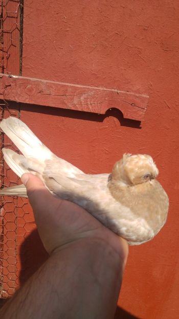 pui 2018 - JUCATORI BIMOTATI DE ARDEAL
