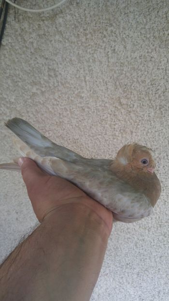 pui 2018 - JUCATORI BIMOTATI DE ARDEAL