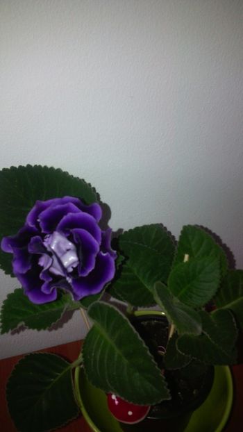  - 1GLOXINIA-2018- 2021