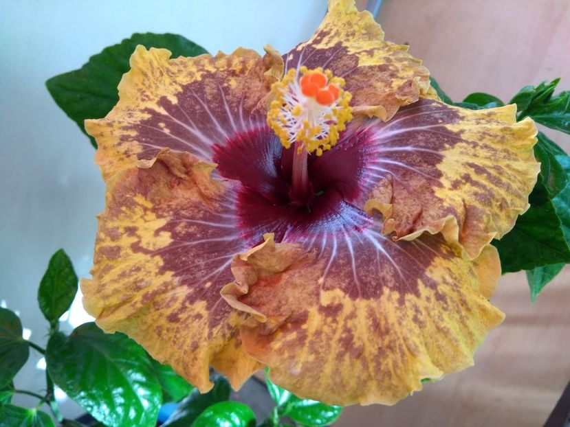  - 0Hibiscus in colectie infloriti