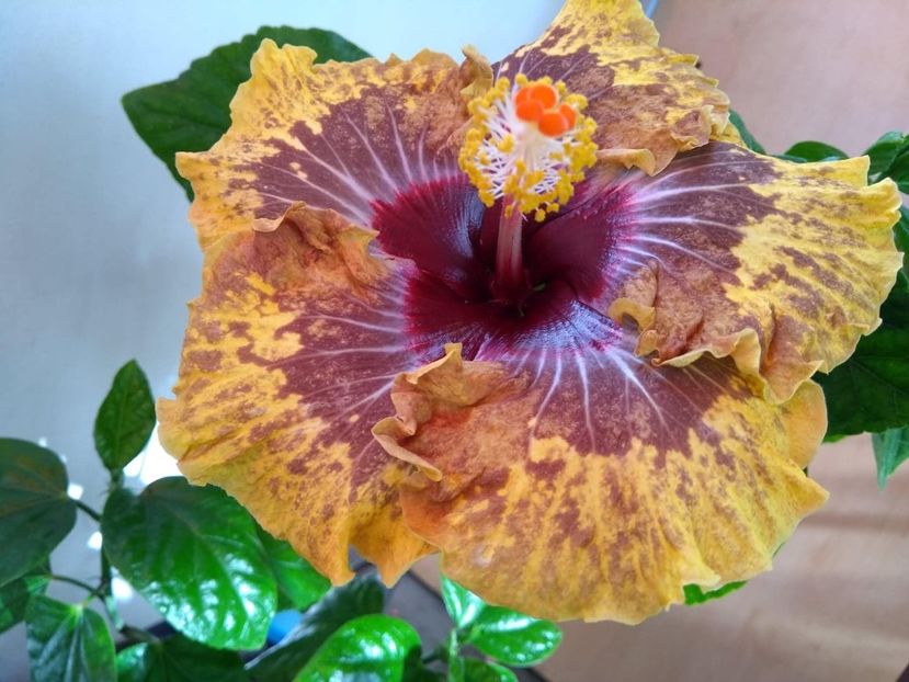  - 0Hibiscus in colectie infloriti