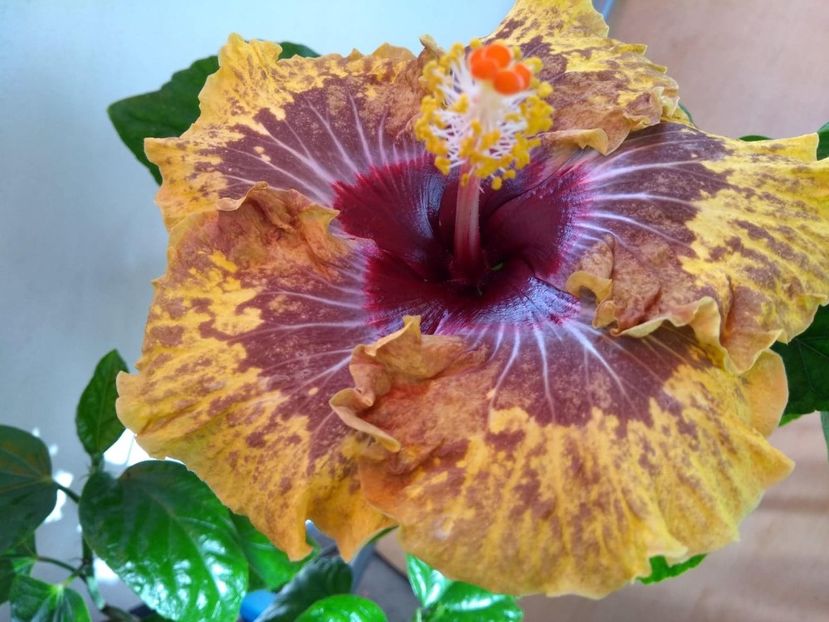  - 0Hibiscus in colectie infloriti