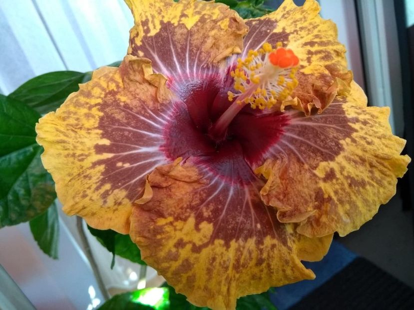 PM.Amritapuri - 0Hibiscus in colectie infloriti