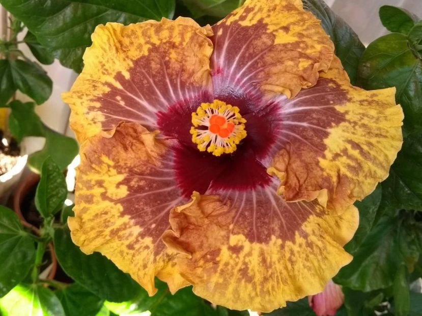 PM.Amritapuri - 0Hibiscus in colectie infloriti