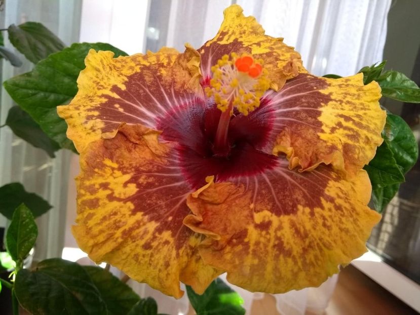PM.Amritapuri - 0Hibiscus in colectie infloriti