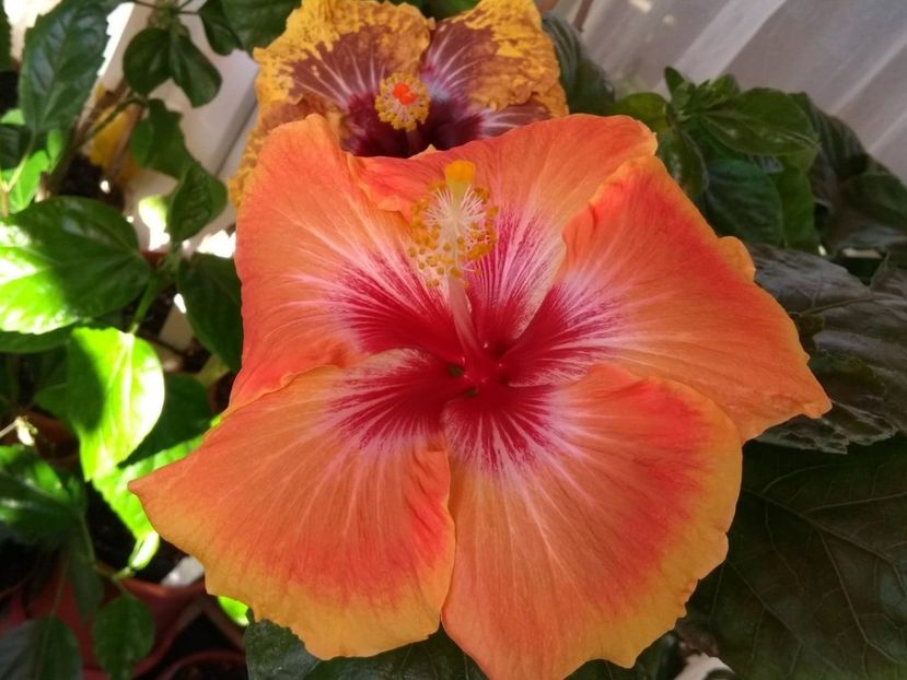  - Tahitian Arcturus Queen