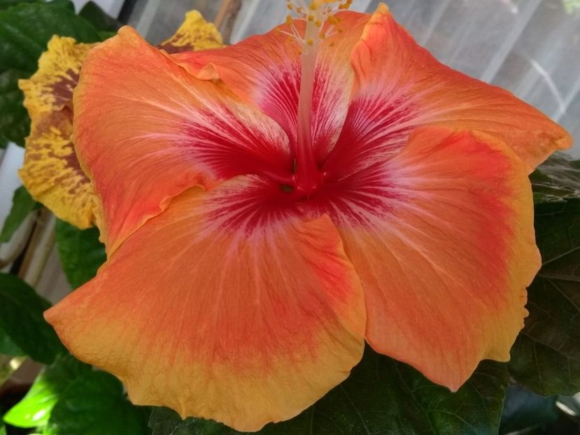  - Tahitian Arcturus Queen