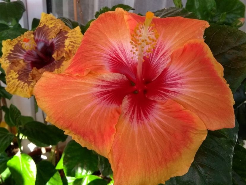  - Tahitian Arcturus Queen