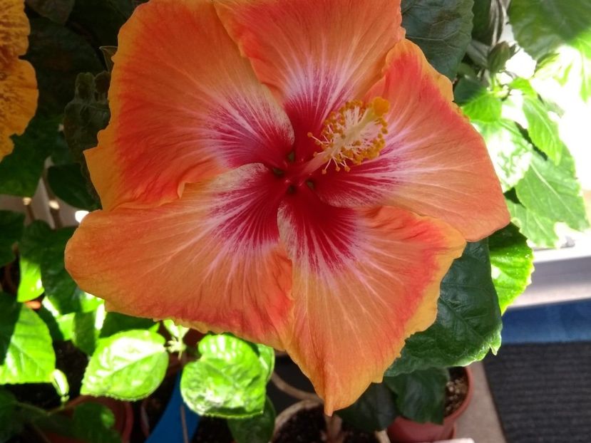  - Tahitian Arcturus Queen