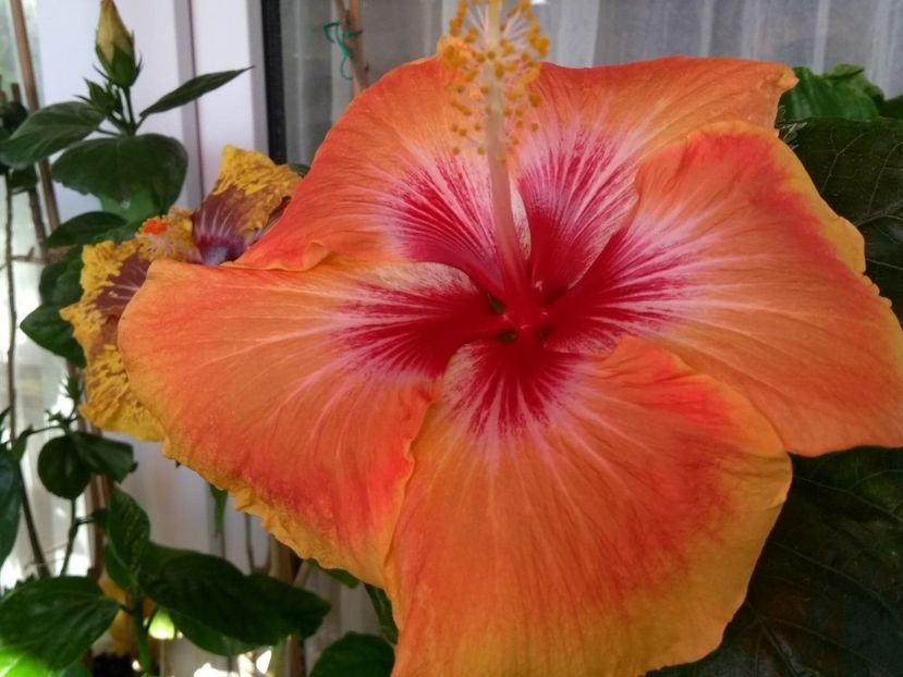  - Tahitian Arcturus Queen